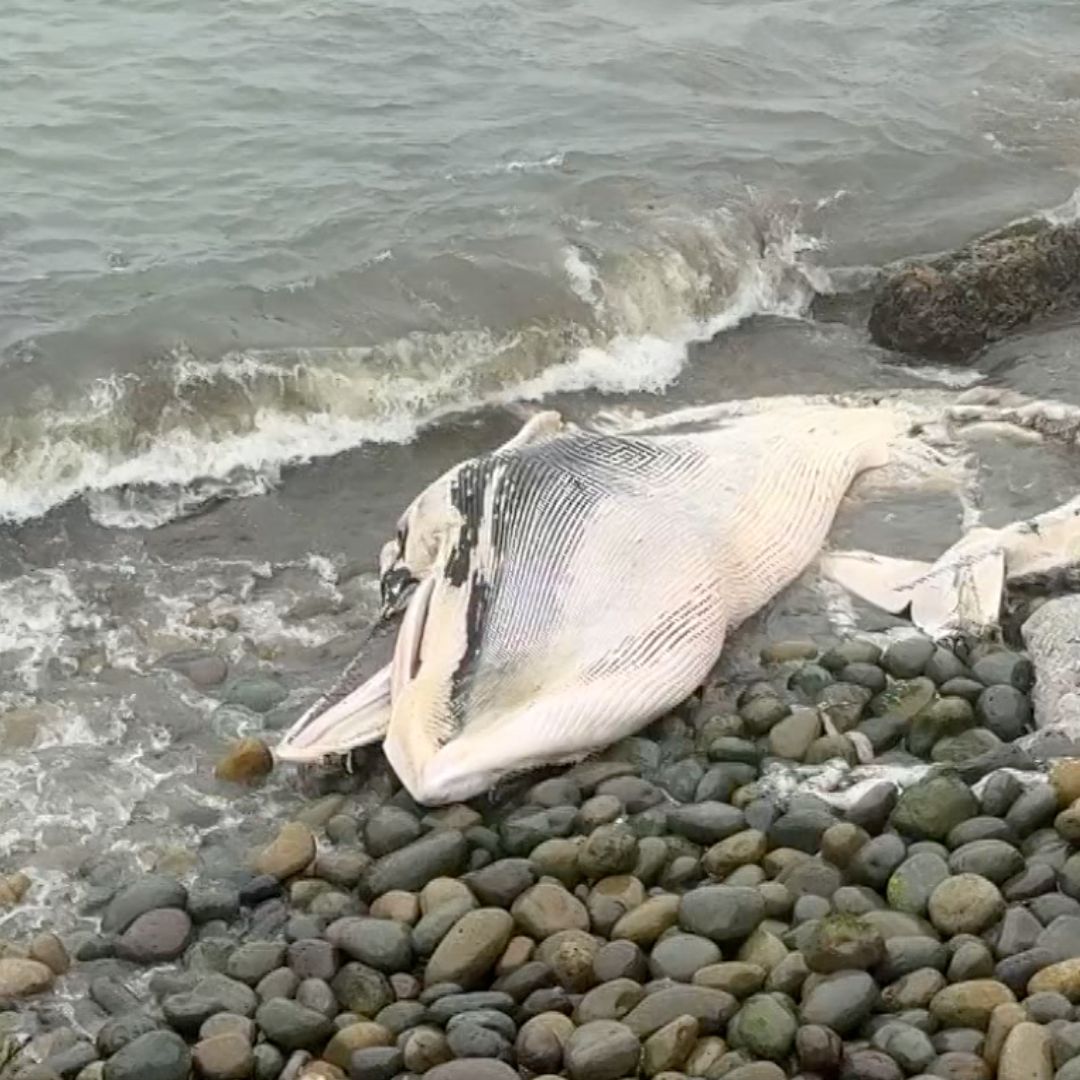 Localizan Ballena Sin Vida Junto a Acantilado en Costa de El Sauzal, Ensenada